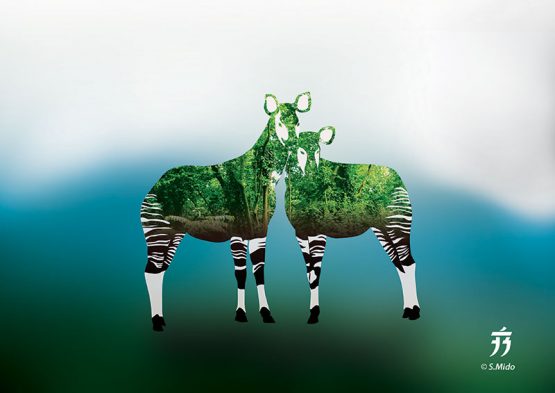 Mythical Beast: The Okapi